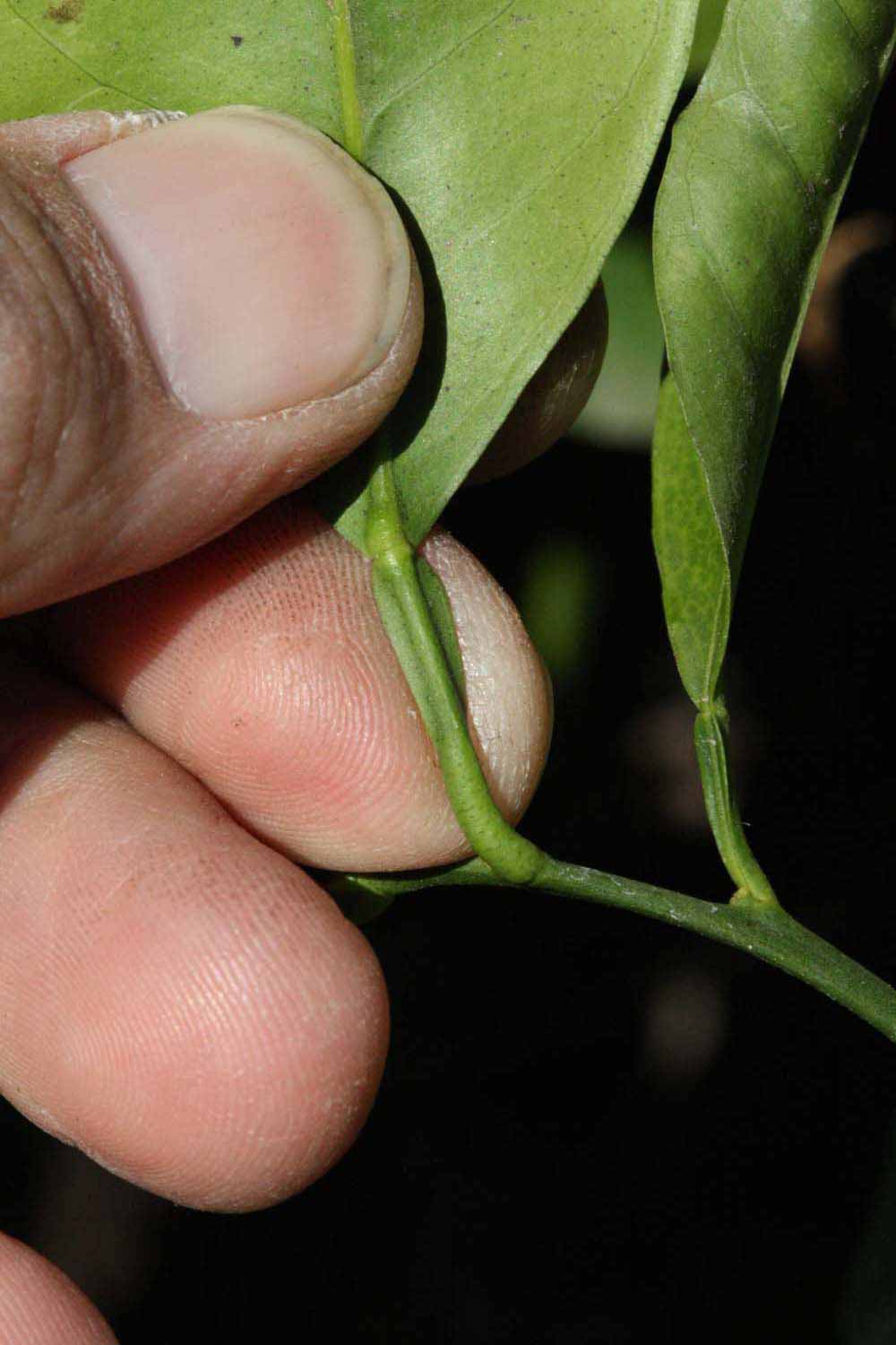              Petiole (Riverside, CA)       